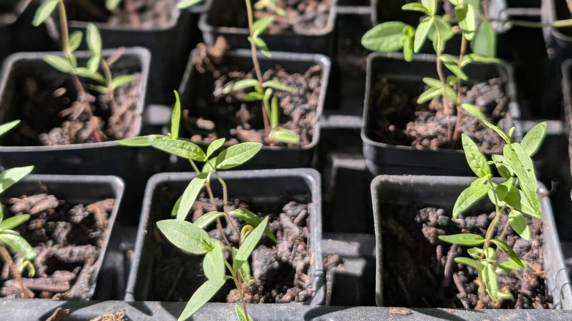 Don’t let stress about transplanting seedlings go to your head: Garden tips