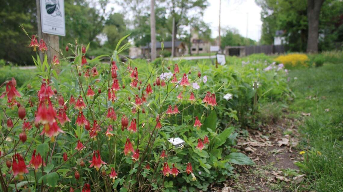 Want your Johnson County garden to thrive? Learn about Contain the Rain program