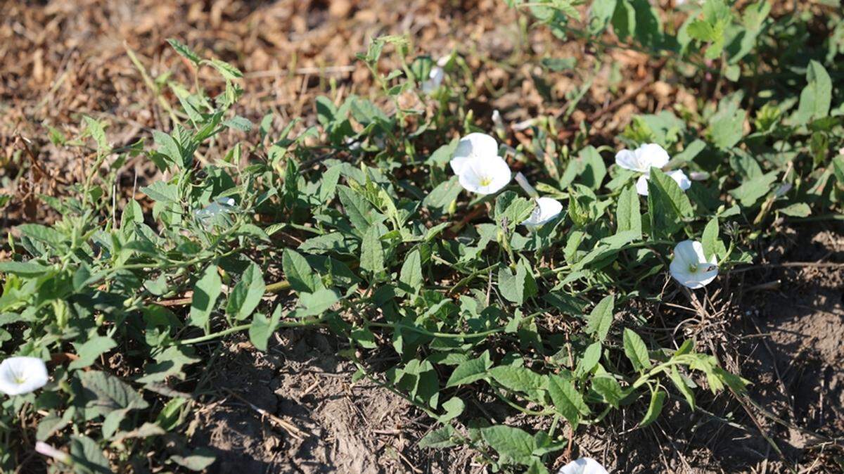 Field Bindweed, which is classified as a “noxious weed” in both Kansas and Missouri, is seen in this photo from the University of Missouri’s Division of Plant Sciences.
