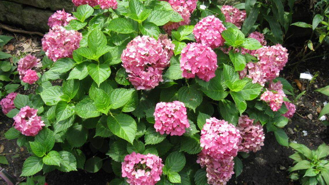 Hydrangea macrophylla produces big rounded pink and blue flowers. They bloom best on old wood but can also set a flower late in the season on new wood.
