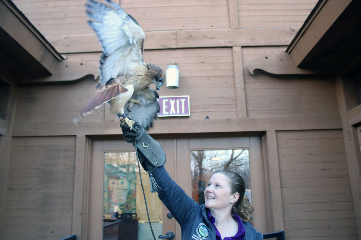 A red-tailed hawk stretches its wings while hanging out with Regina Wasson, outdoor education specialist at Ernie Miller Nature Center.