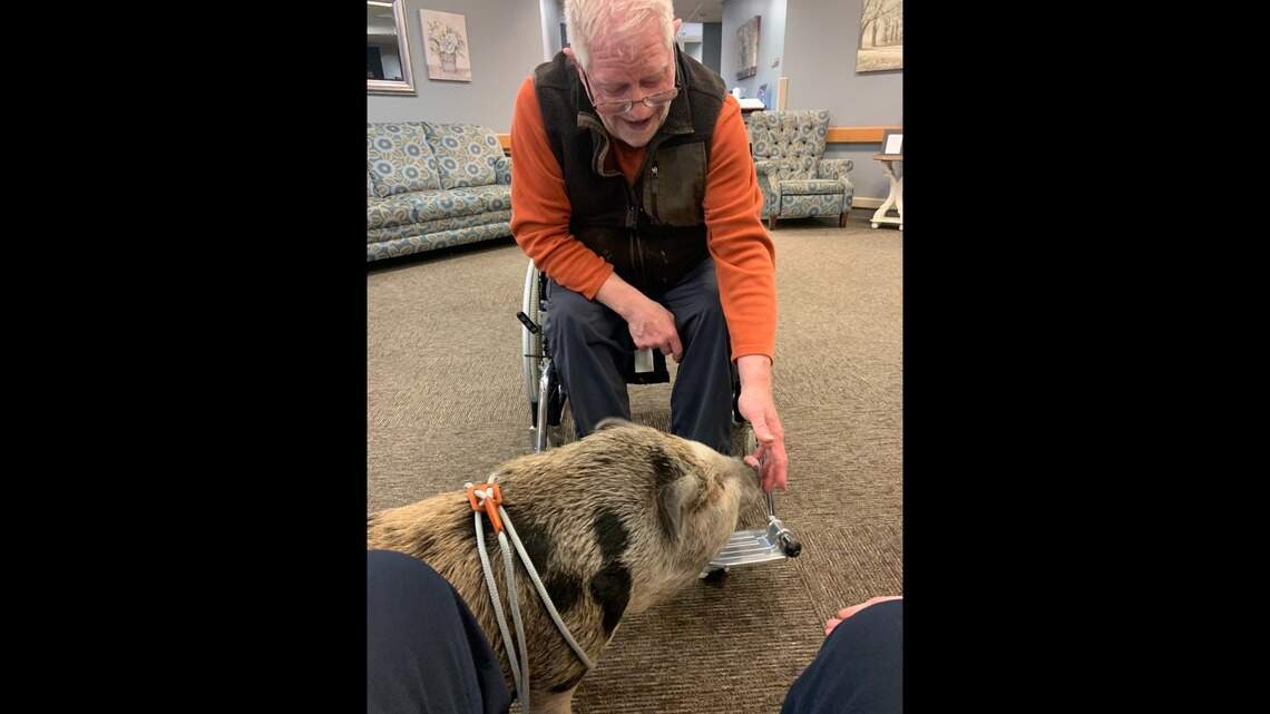 This little piggy brings joy all the way home at Johnson County senior living place