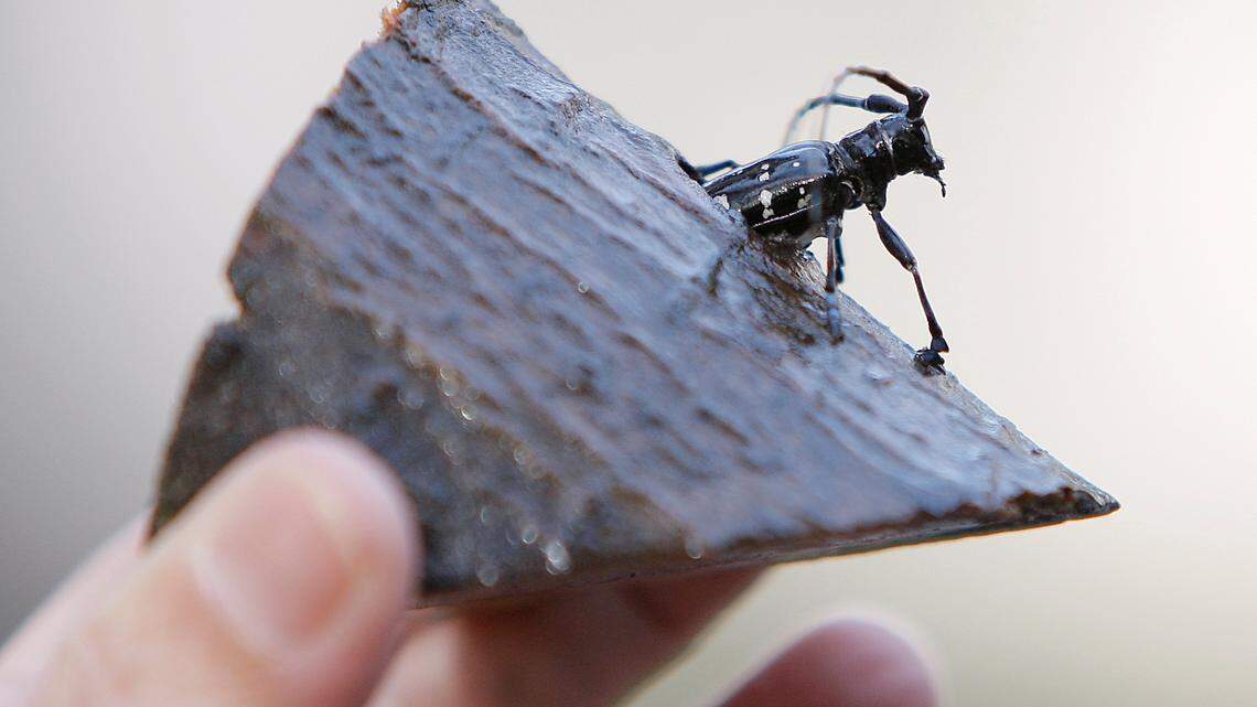 The Missouri Department of Conservation asks people to check trees for signs of the invasive Asian longhorned beetle that threatens millions of forest acres.