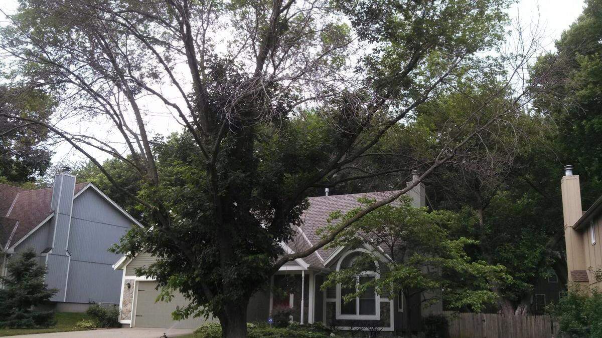 Because of the emerald ash borer, infected trees are either in severe dieback or already dead.