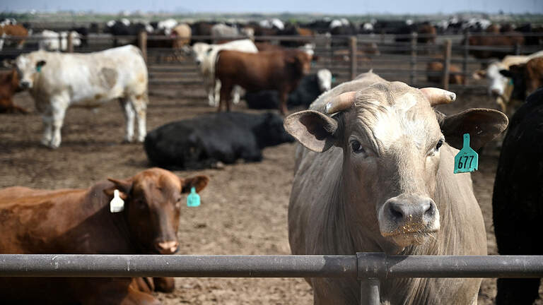 ‘Absolutely not America First’: Missouri ranchers buck Trump’s beef plan | Hudnall