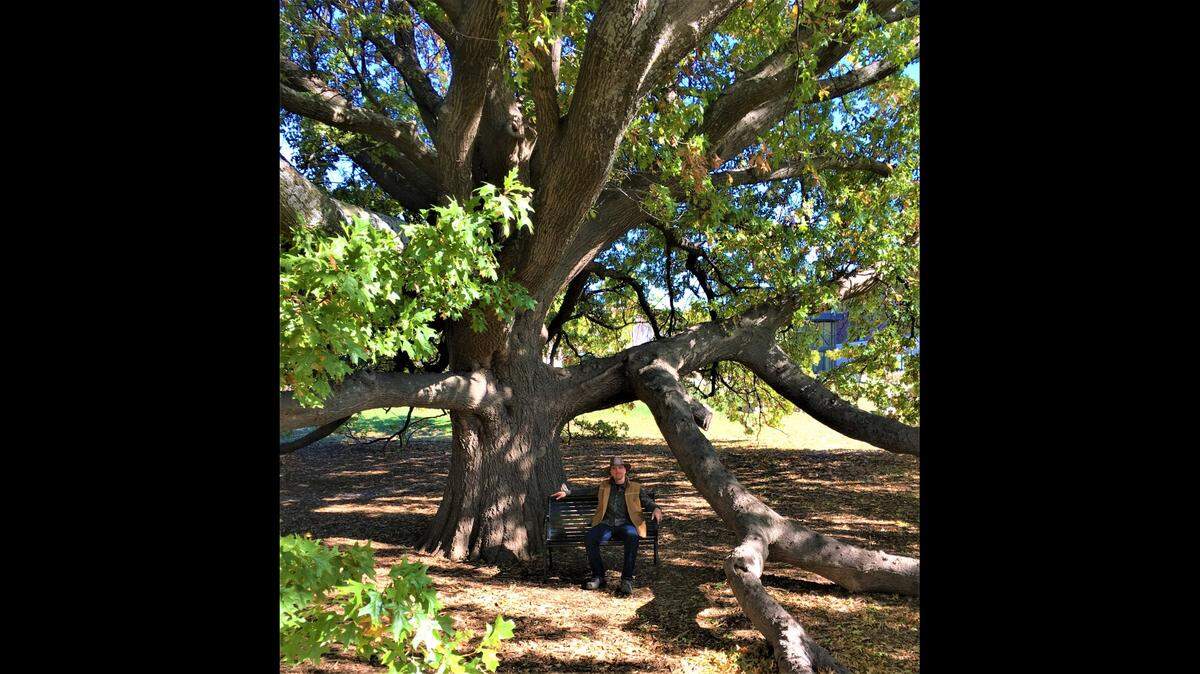Jared Doran, arborist for the City of Olathe, finds inspiration from the widely spreading, low-growing boughs of a massive Northern Red Oak at the Olathe Community Center. The tree is affectionately known as the “tree of knowledge.”