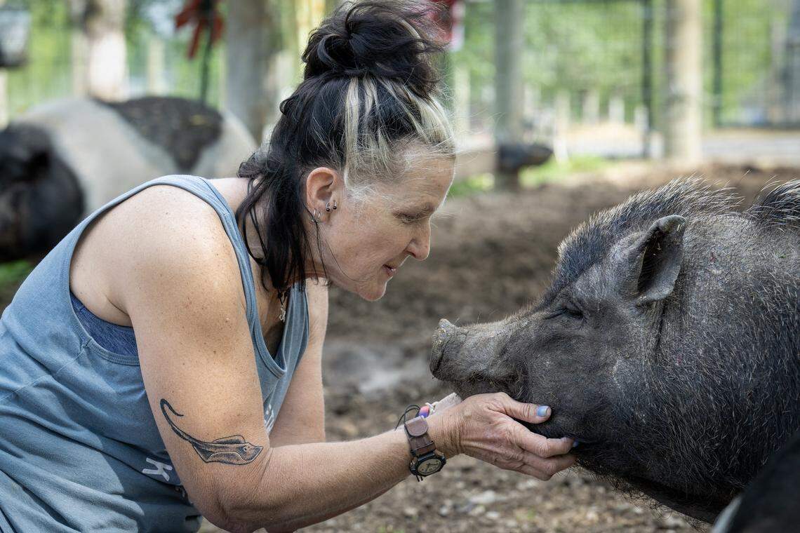 Odessa gets some cuddles from Kansas City Pig Rescue Network secretary and treasurer Angela Jones-Willey on Thursday, April 17, 2026, at KCPRN's Willeyville Farm, owned by Jones-Willey, in Cleveland, Missouri, in Cass County. The organization has helped to place over 600 pigs.