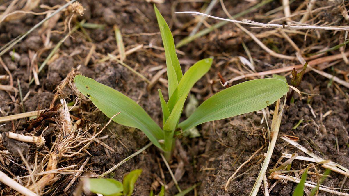 File photo of a growing corn plant. Authorities say a Minnesota farmer grew “conventionally farmed crops” and sold them as organic. He’s also accused of buying grains and reselling them as “falsely labeled” organic grains.