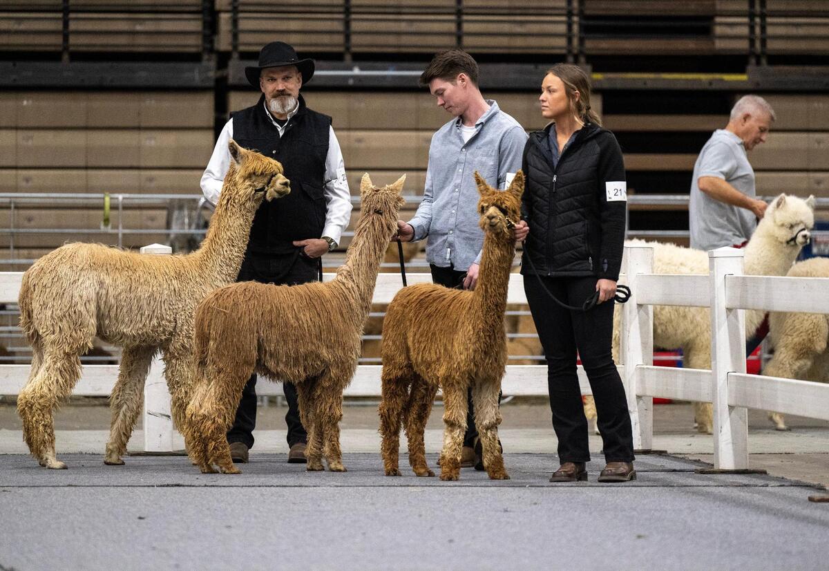 Justin Nuke, from left, Colton Bohemian, and Brogan Lehman, of Applewood Lane Alpacas in Wittenberg, Wisconsin, wait with their young alpacas for a show class during the MOPACA Invitational Alpaca Show 2024 Friday at Hale Arena.