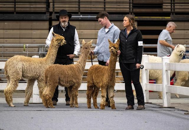 Justin Nuke, from left, Colton Bohemian, and Brogan Lehman, of Applewood Lane Alpacas in Wittenberg, Wisconsin, wait with their young alpacas for a show class during the MOPACA Invitational Alpaca Show 2024 Friday at Hale Arena.