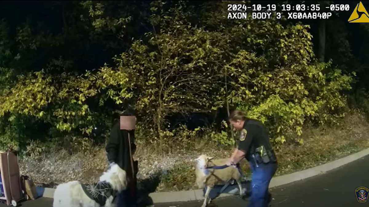 Police said the burs stuck all over the woman’s back were the same burs present around the farm where the ram was taken from.