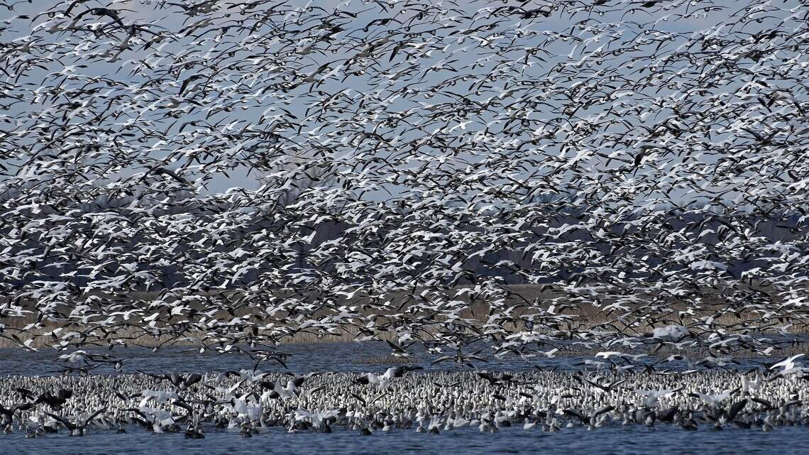 High water doesn’t keep snow geese away from this wildlife refuge
