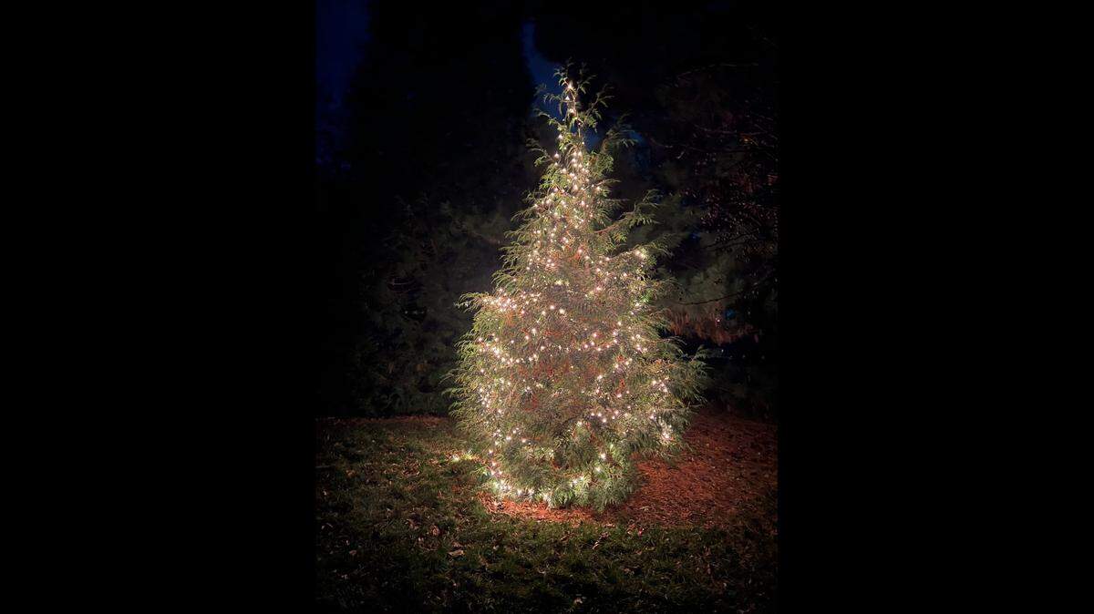Though it’s been a difficult year after the loss of her father, Denise Snodell rallied enough to illuminate a small evergreen tree in an otherwise dark backyard.