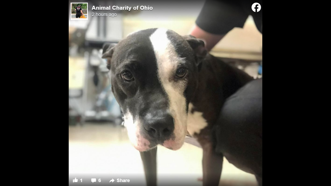 A dog named Oreo is being cared for by Animal Charity of Ohio, after the animal was dragged by a car in Youngstown.
