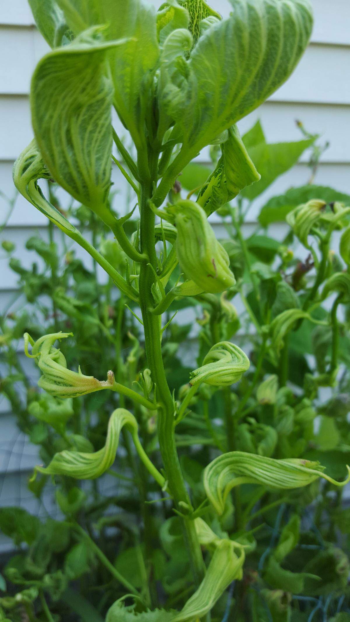 Damage from herbicides on a Hardy Hibiscus.