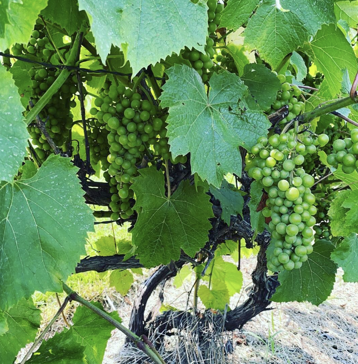 Around 20 wines are produced from grapes grown at Stone Pillar Vineyard & Winery in Olathe.