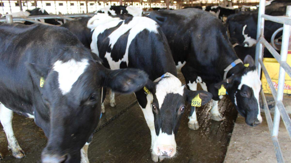 In a move to curb the spread of avian flu in cattle, the USDA has ordered that lactating dairy cows be tested for the virus before moving to another farm across state lines.