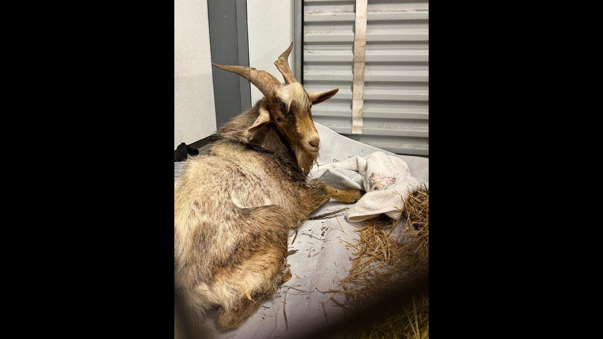 The mountain goat rescued Monday evening appears to have no broken bones, according to KC Pet Project.