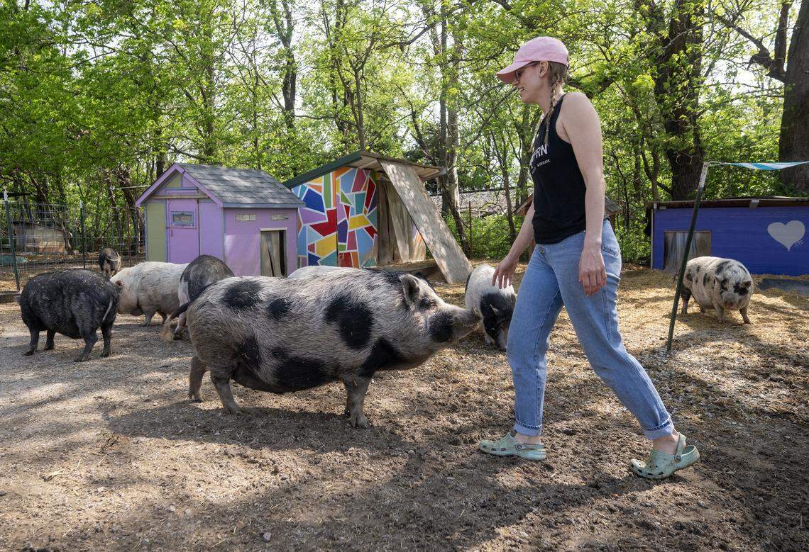Kayli Houk, the president of the Kansas City Pig Rescue Network, who co-founded the group with vice president Jade George, walks among some of the pigs at Willeyville Farm on Thursday, April 17, 2026. The organization has placed over 600 pigs in forever homes.