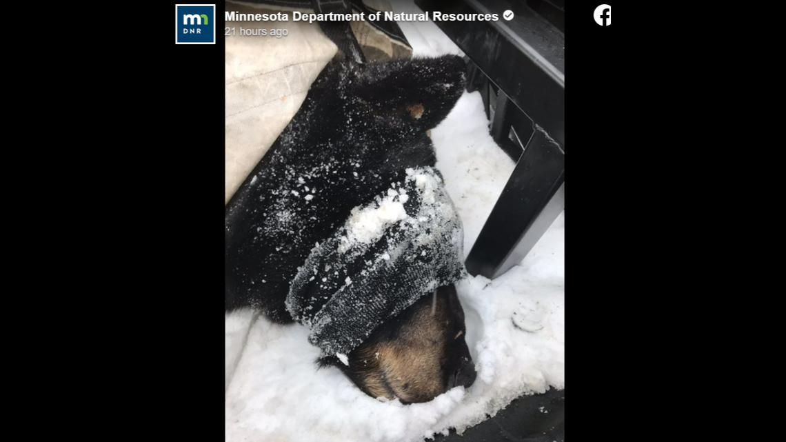 Wildlife officials examined the bear and relocated it to a state game sanctuary.