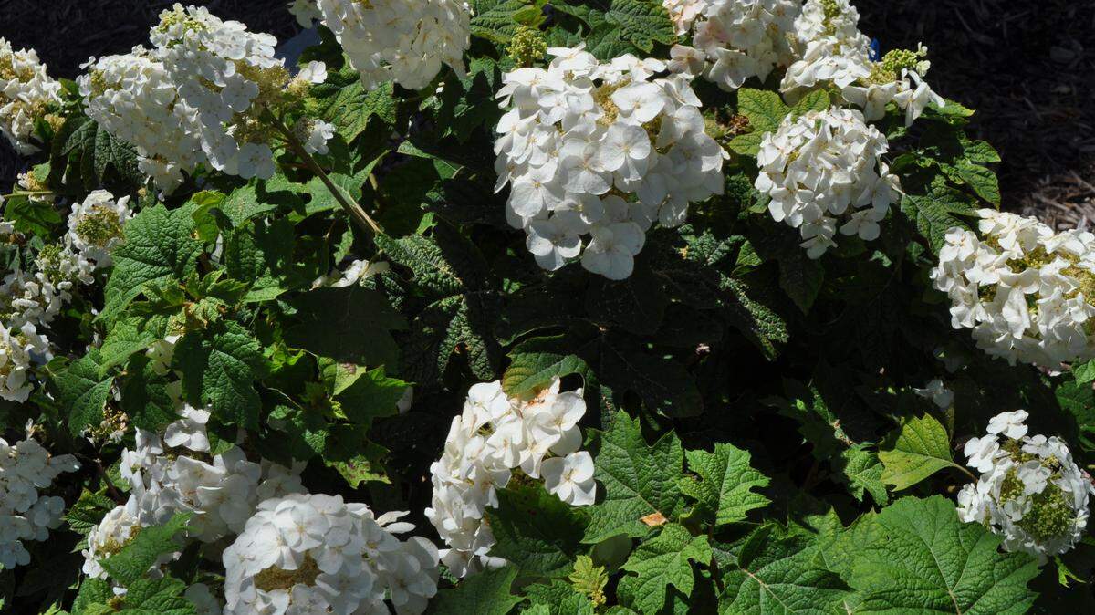 Munchkin and Ruby Slippers, pictured, are among the smallest varieties, checking in at 3 to 4 feet.