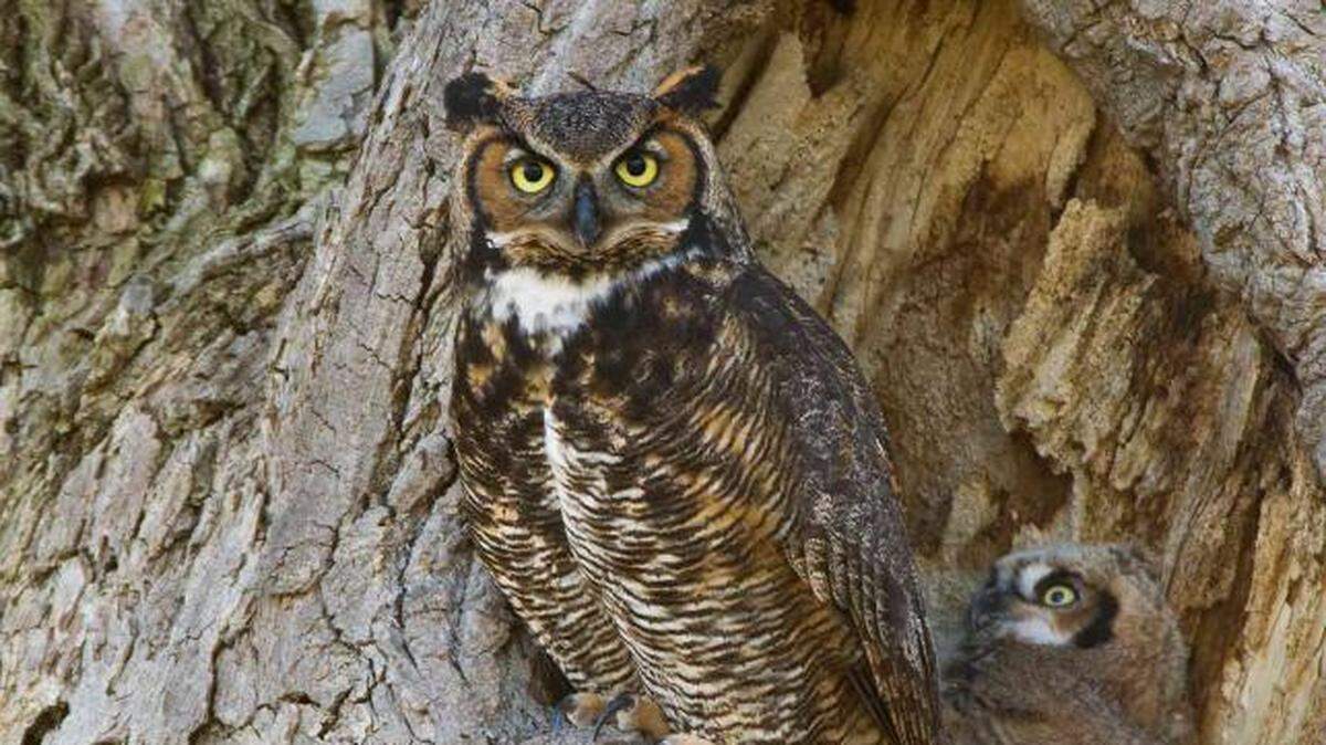 A great horned owl and its chick are seen in a tree in this photo from the Missouri Department of Natural Resources.