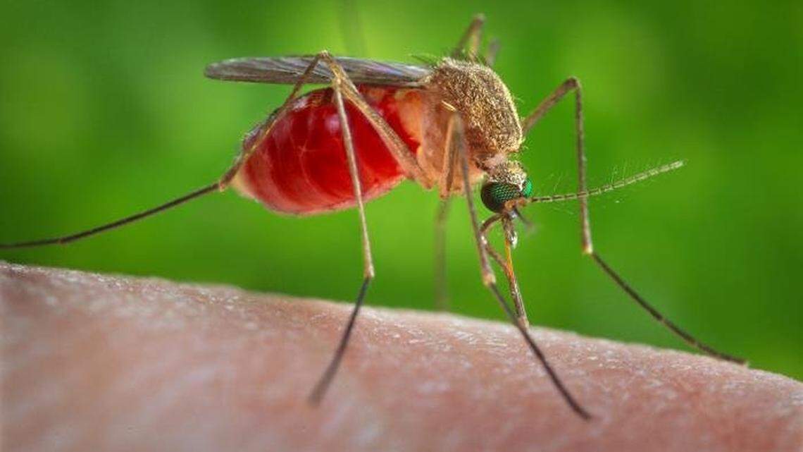Several regions of Kansas are at a high risk for West Nile Virus, KDHE says