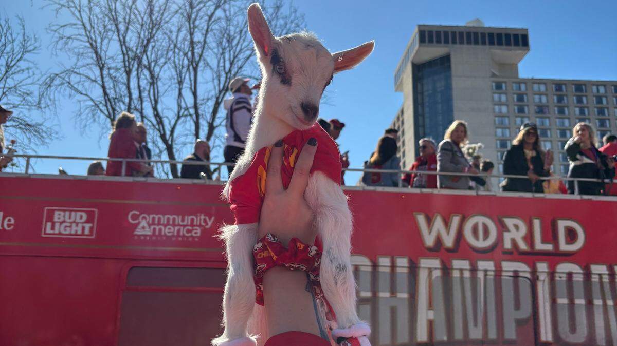 Patrick the goat, just 7 days old, met Chiefs players at the 2024 Super Bowl parade. Feb. 14, 2024.