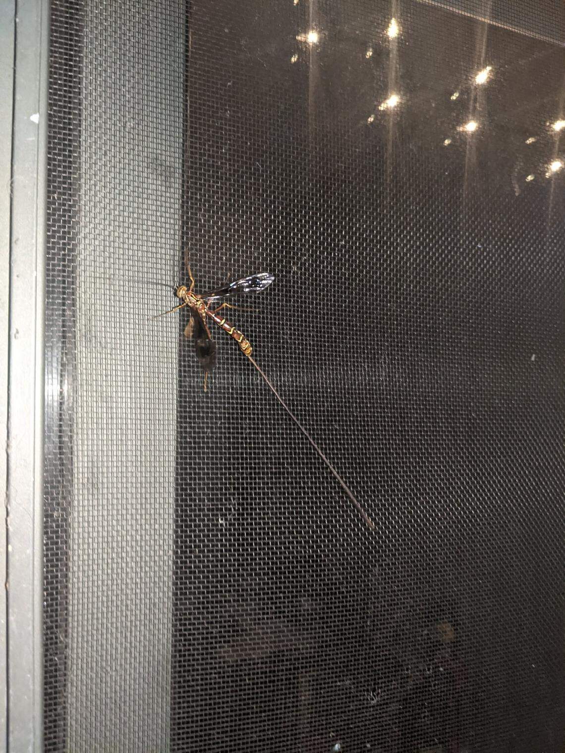 A Greenes Giant Ichneumon wasp (Megarhyssa greenei)