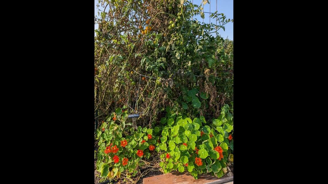 Do your veggie plants need companions? Maybe, but beware these myths, exaggerations