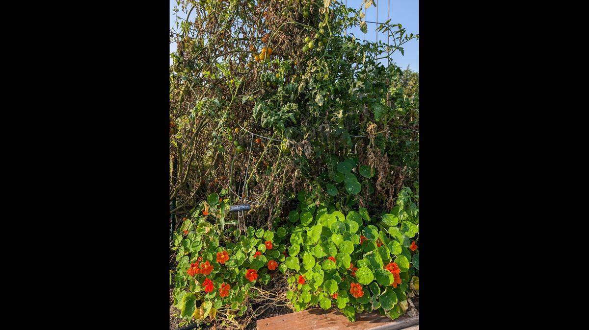 Nasturtiums act as effective trap crops by being the more desirable plant for common garden pests. This leaves the trap plant to be treated or removed, allowing the producers, like these tomatoes, to thrive.