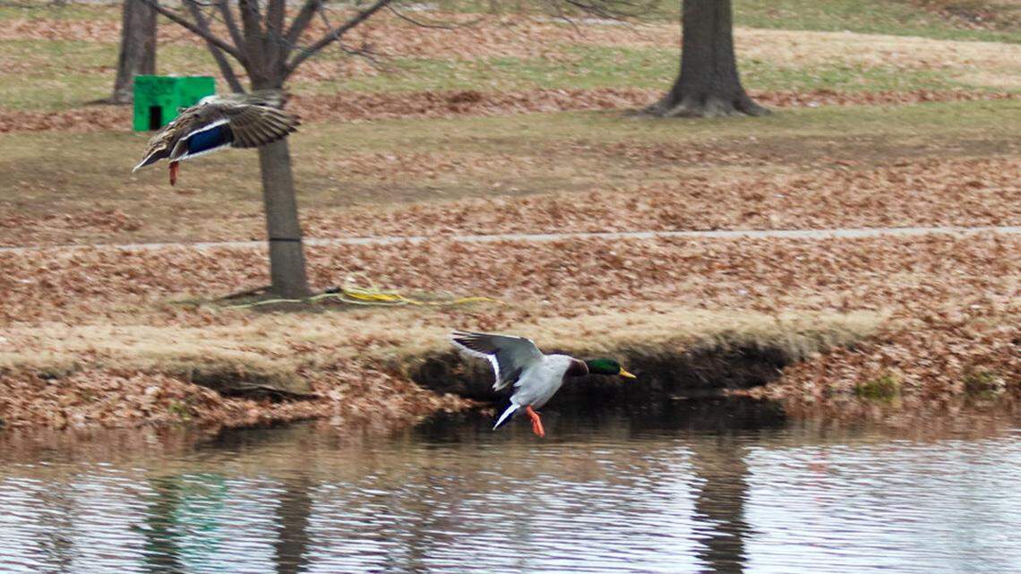 Two mallards fly over Rose’s Pond at Sar-Ko-Par Trails Park in Lenexa Dec. 10, 2025. Mallards are one of several species of birds that have confirmed cases of HPAI bird flu in Missouri this year.