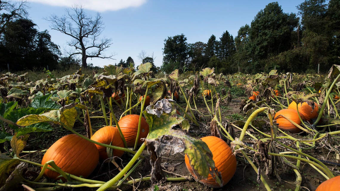 How to help your garden reach the fall finish line & prepare for a successful spring