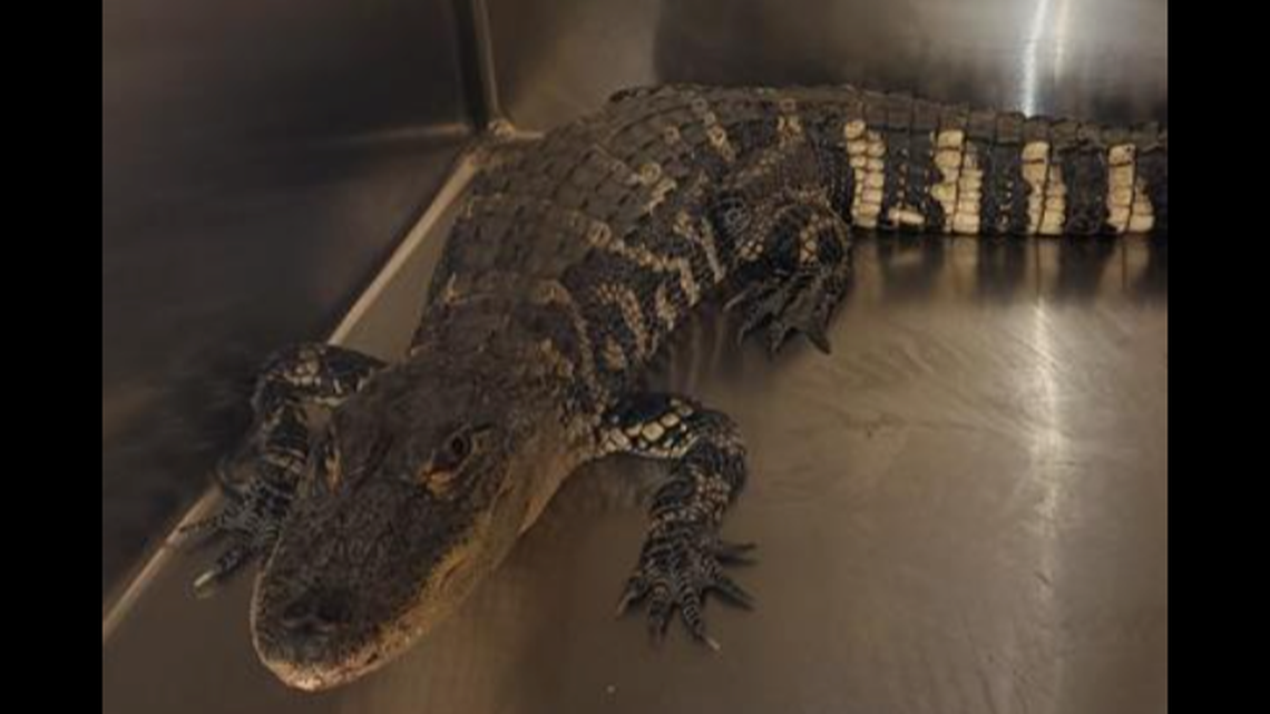 A reptile more than 3 feet long was captured after being spotted in a person’s yard in Decatur, Illinois, officials say.