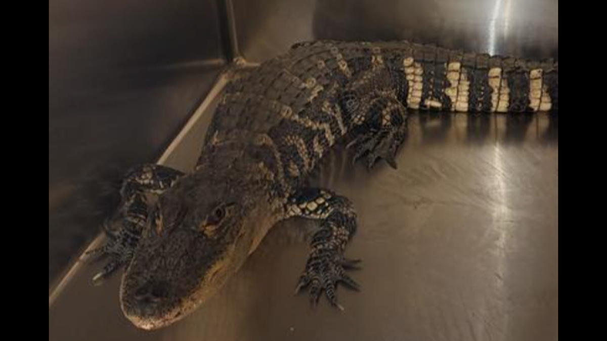 A reptile more than 3 feet long was captured after being spotted in a person’s yard in Decatur, Illinois, officials say.