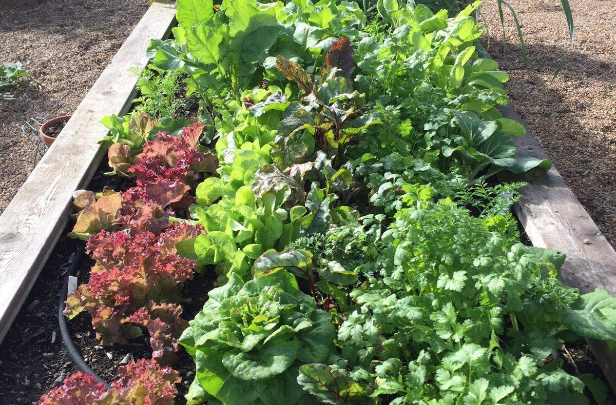 We all enjoy lettuce leaves, but too often toss the nutritional tops of veggies like beets.