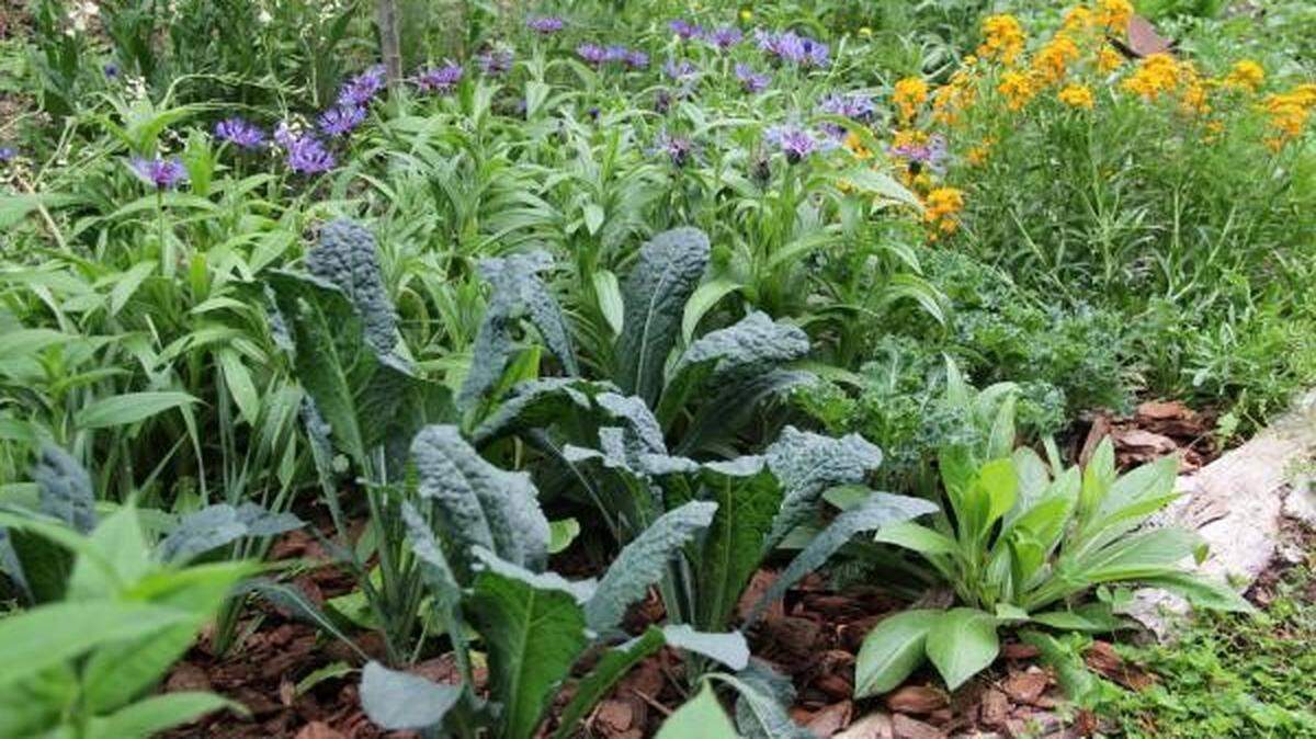 Kale makes a lovely border plant for springtime blooms.