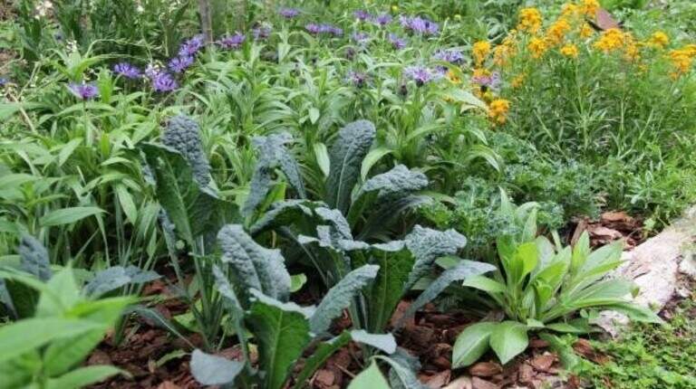 Beautiful and nutritious: Here’s how to grow food in your landscape