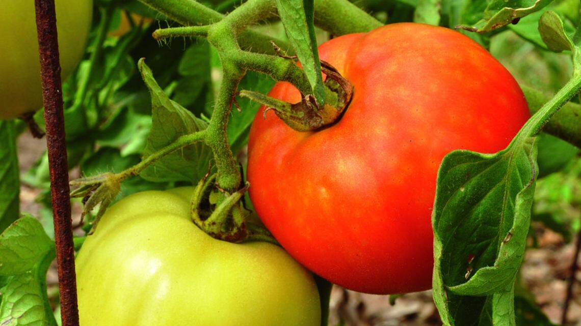Craving a BLT with your own juicy, homegrown tomato? Start by avoiding how-to myths