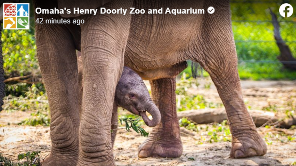 An elephant calf hangs out underneath her mom at a Nebraska zoo.