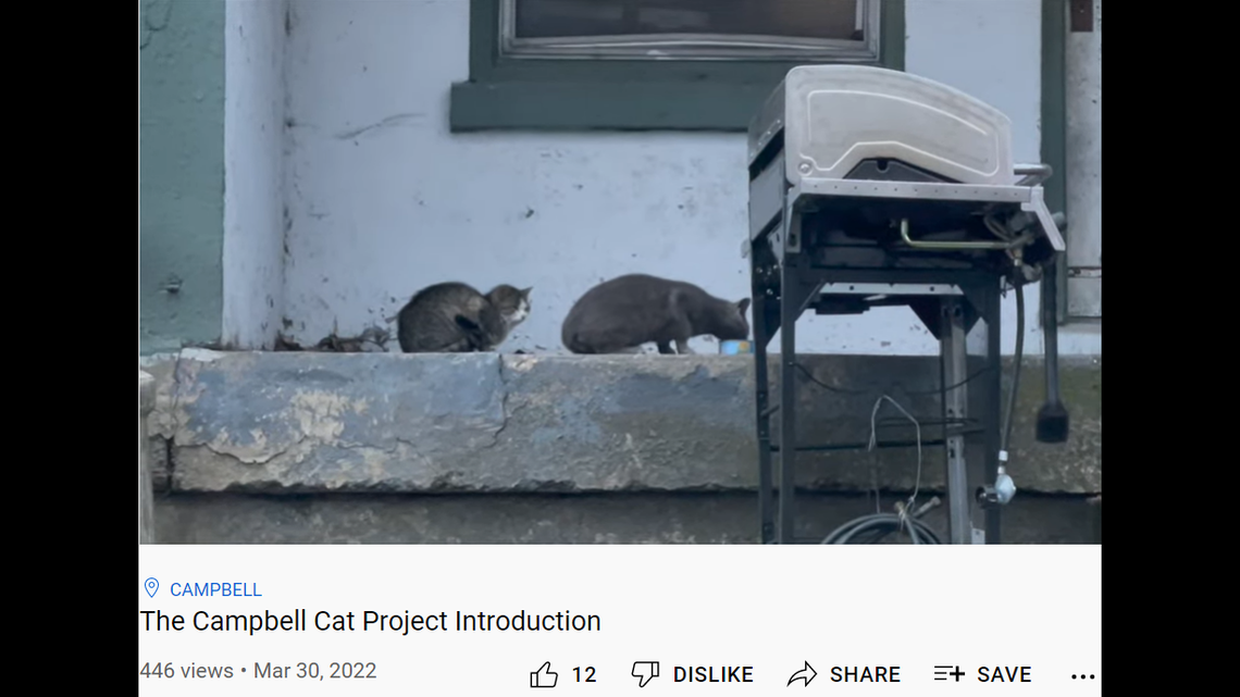 Two cats sit outside the abandoned apartments scheduled to be demolished.