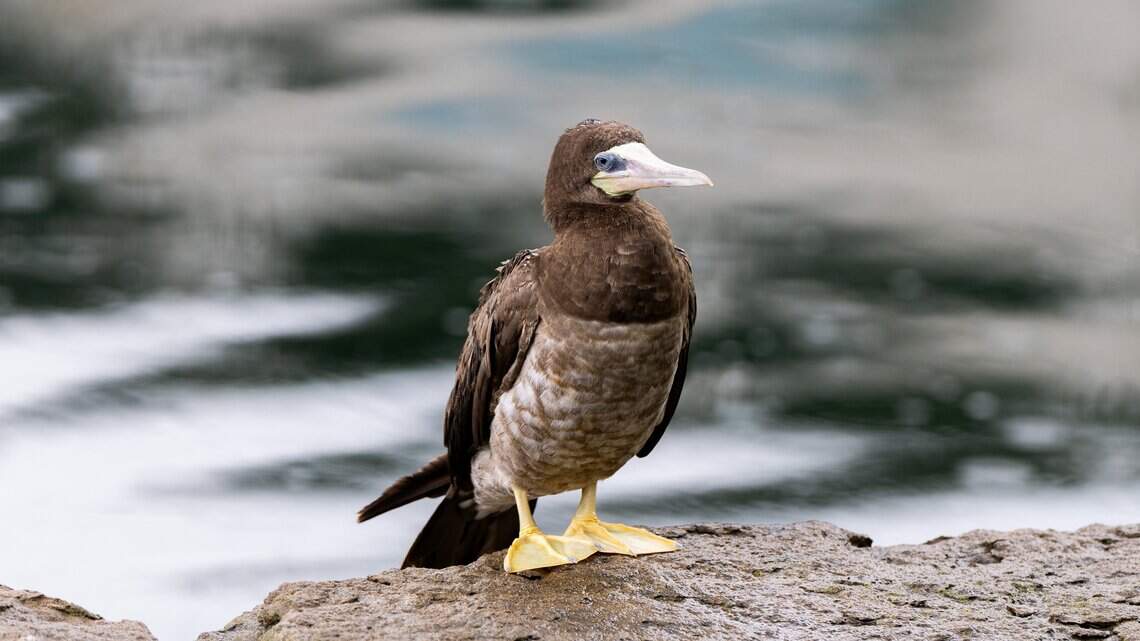 Tropical bird lost its way in Kansas City. Birders watch with awe, and some fear