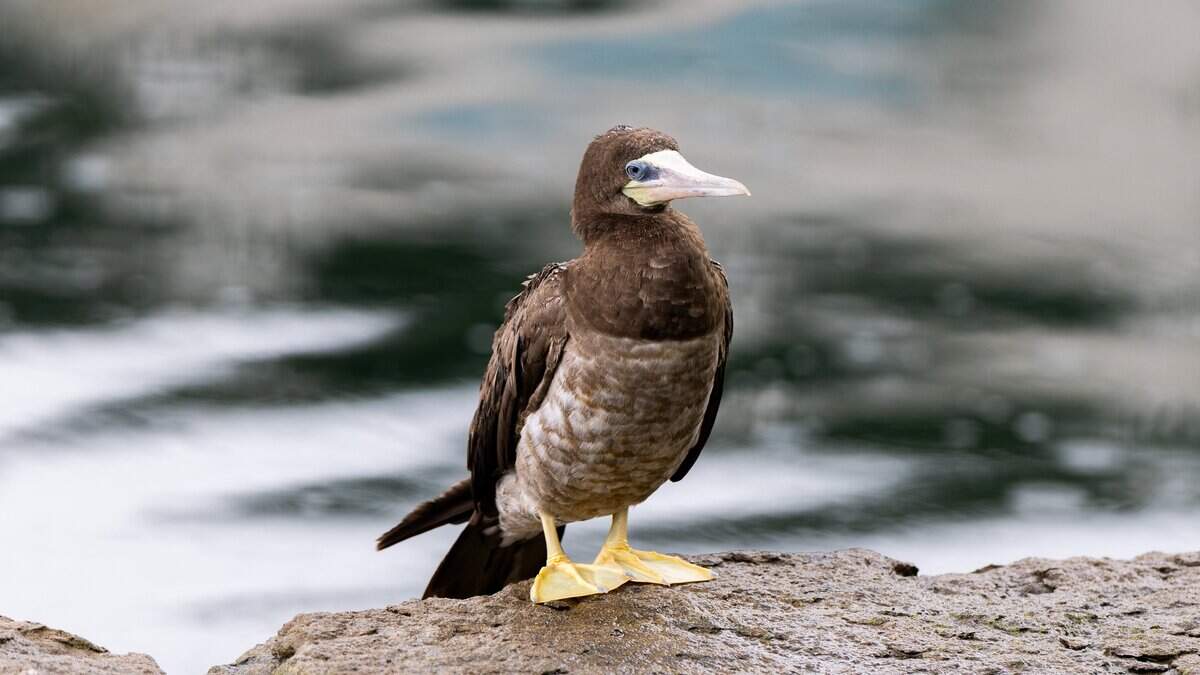 The Brown Booby bird stands at the edge of the Kauffman Foundation pond on Wednesday, June 17, 2026.