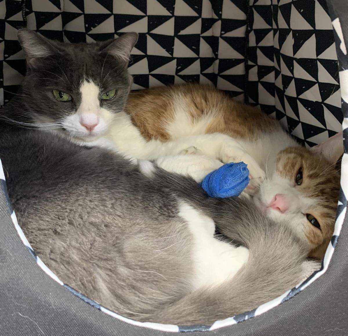 Missy and Cheddar