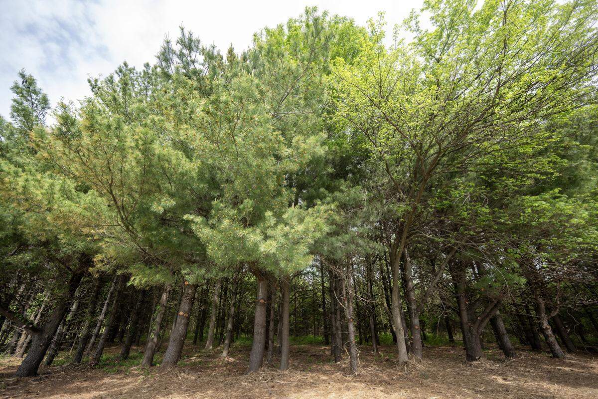The Heart Forest, an eight-acre sanctuary located near Kansas City International Airport, is pictured on Wednesday, May 6, 2026. In the early 1990s, volunteers planted 1,600 trees in a distinct heart shape designed to be visible to aircraft flying in and out of the city. Today, teams are working to rejuvenate the forest ahead of the upcoming World Cup.