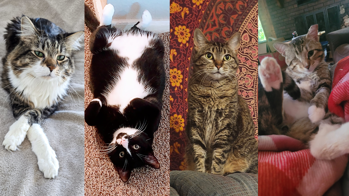 Which is Wichita’s favorite cat? Cast your vote in The Eagle’s cutest pet contest