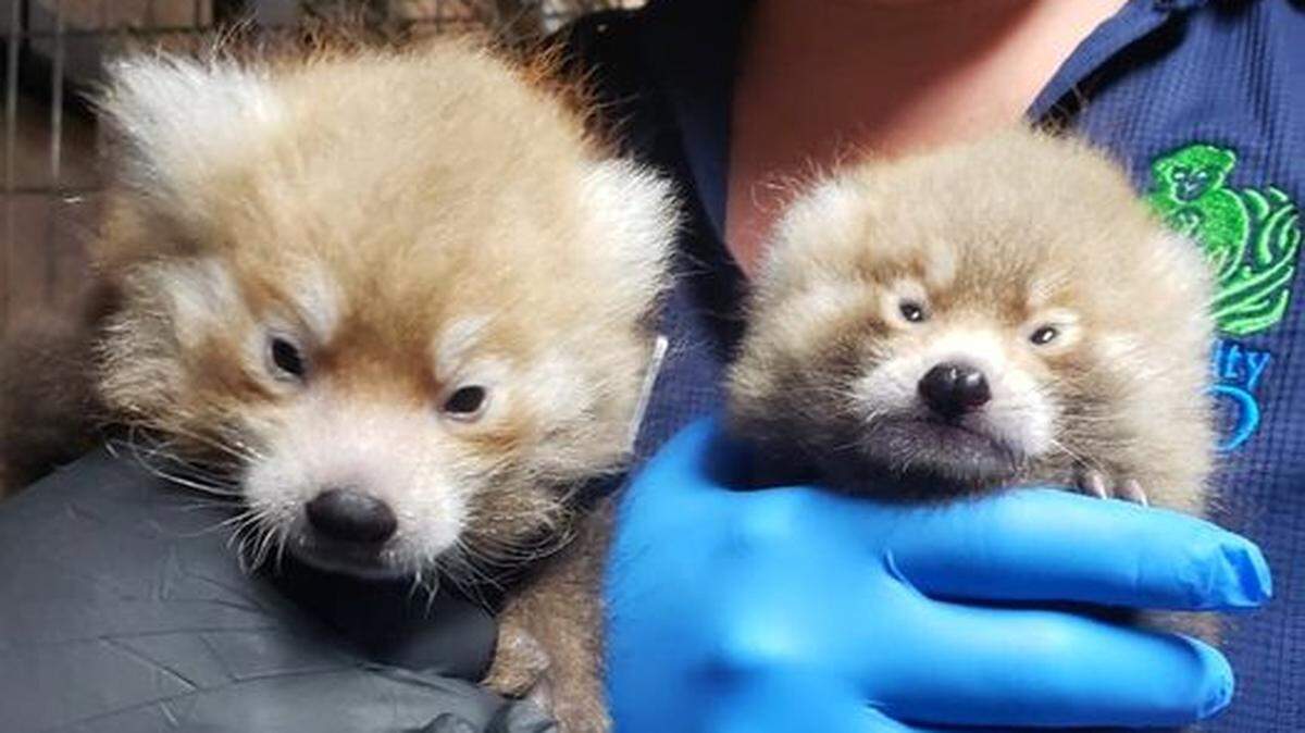 The Kansas City Zoo welcomed two red panda cubs in May, 2022. They are named Zhuzi and Sundara.