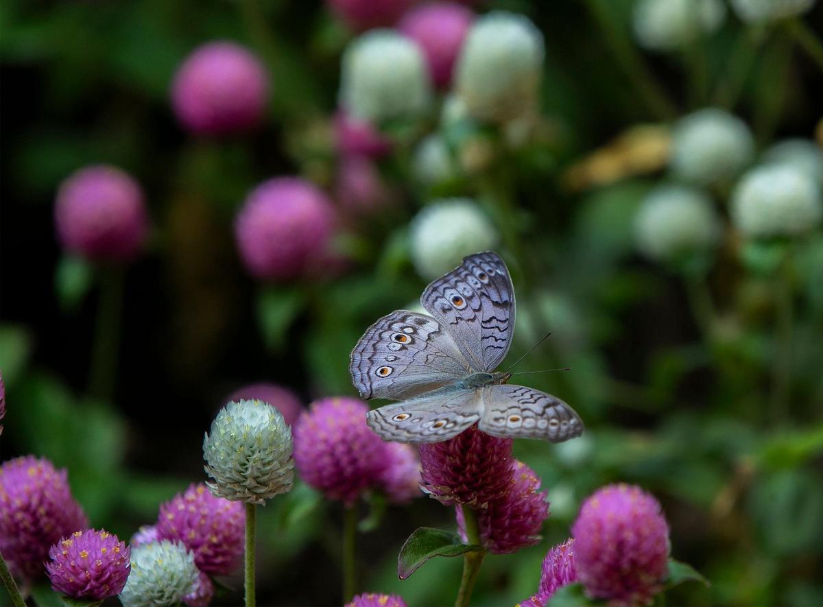 A grey pansy butterfly from Asia rested on a flower in the conservatory at the Powell Gardens Festival of Butterflies.