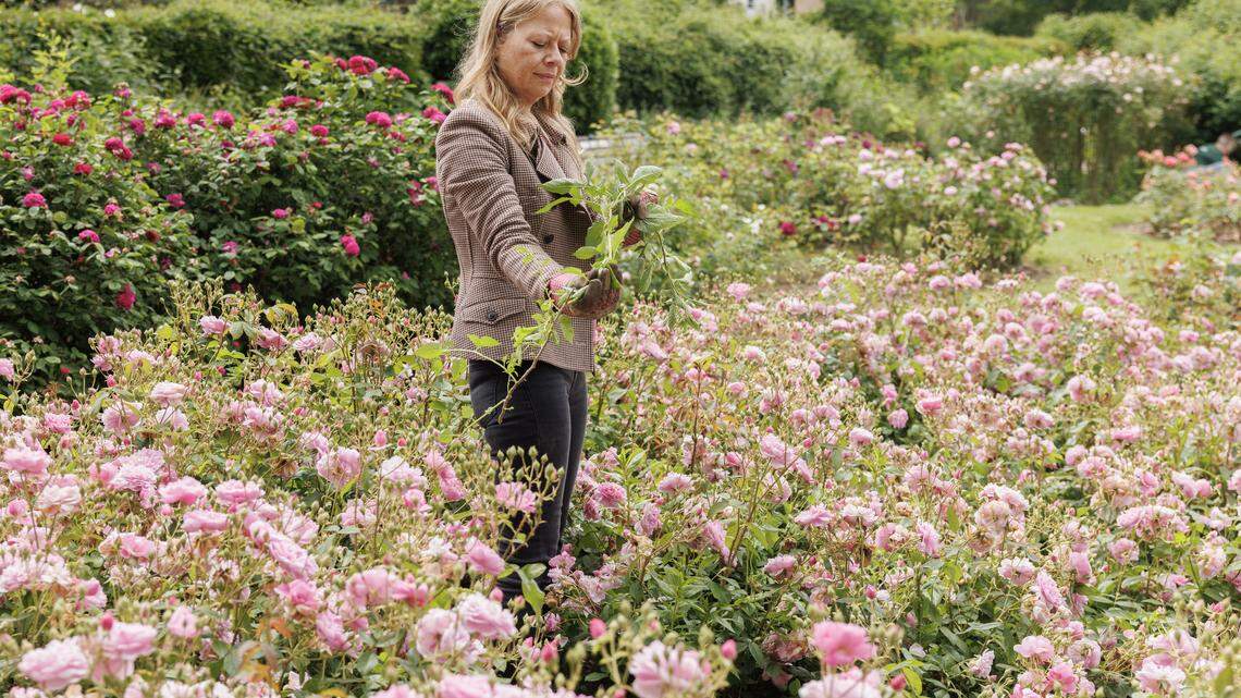 Skip the Chemicals: 4 Natural Weed Killers That Actually Get the Job Done