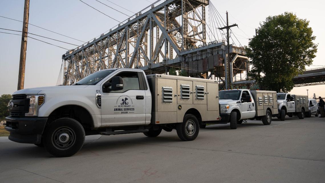 Members of KC Pet Project’s Animal Services Division, were brought in Wednesday, Sept. 11, 2024, to help wrangle loose goats that have been living along side the Riverfront Trail in Kansas City, Missouri.